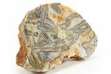 Polished Wyloo Agate Section - Australia #314349-1